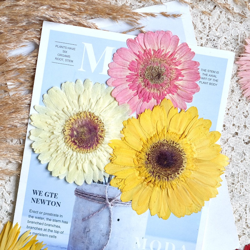 1pcs/7-9cm,Pressed Gerbera Dri - Resin Art Sticker ulasan dan harga