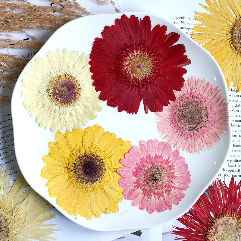 1pcs/7-9cm,Pressed Gerbera Dri - Resin Art Sticker ulasan dan harga